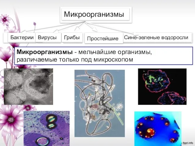 Микроорганизмы - мельчайшие организмы, различаемые только под микроскопом