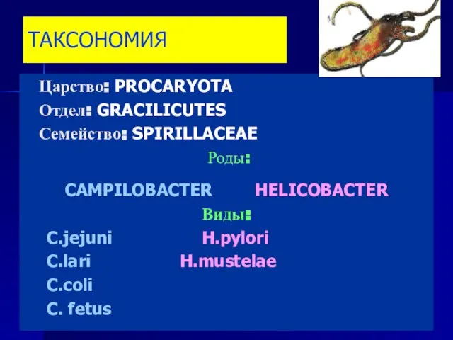 ТАКСОНОМИЯ Царство: PROCARYOTA Отдел: GRACILICUTES Семейство: SPIRILLACEAE Роды: CAMPILOBACTER HELICOBACTER Виды: