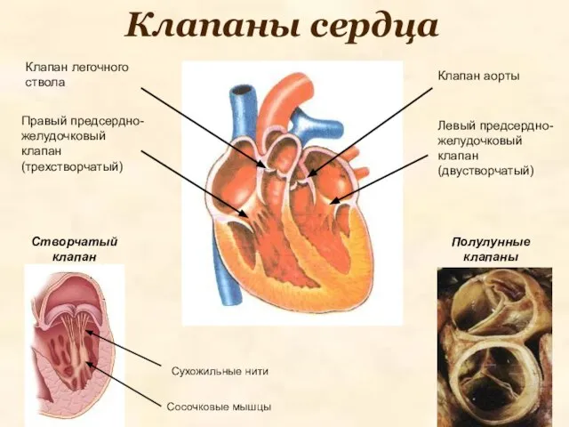 Клапаны сердца Клапан легочного ствола Клапан аорты Створчатый клапан Правый предсердно-желудочковый