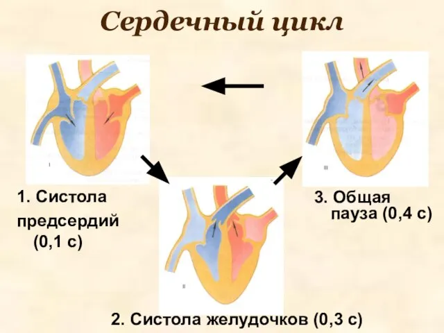 Сердечный цикл 1. Систола предсердий (0,1 с) 2. Систола желудочков (0,3