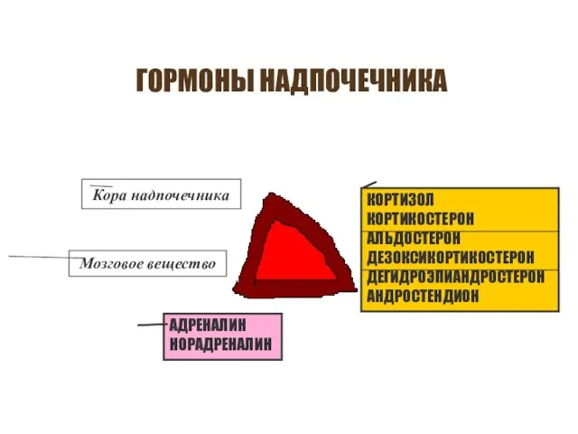 ГОРМОНЫ НАДПОЧЕЧНИКА Кора надпочечника Мозговое вещество КОРТИЗОЛ КОРТИКОСТЕРОН АЛЬДОСТЕРОН ДЕЗОКСИКОРТИКОСТЕРОН ДЕГИДРОЭПИАНДРОСТЕРОН АНДРОСТЕНДИОН АДРЕНАЛИН НОРАДРЕНАЛИН