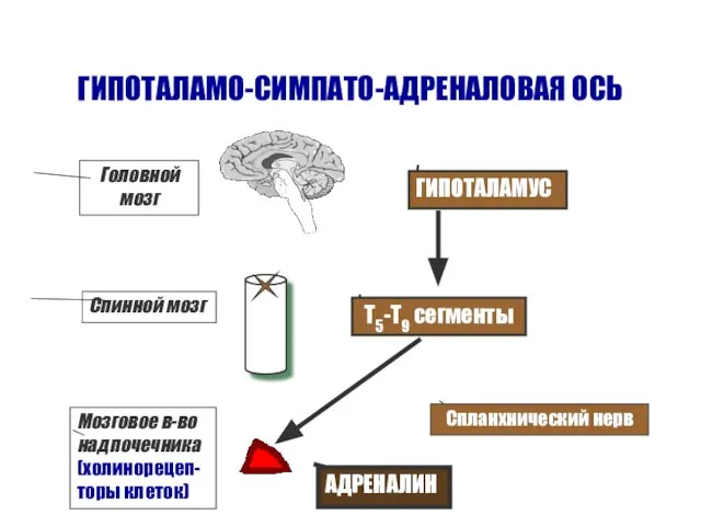 ГИПОТАЛАМО-СИМПАТО-АДРЕНАЛОВАЯ ОСЬ ГИПОТАЛАМУС Т5-Т9 сегменты Спланхнический нерв Головной мозг Спинной мозг