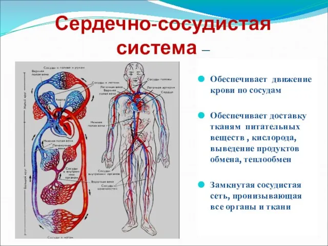 Сердечно-сосудистая система – Обеспечивает движение крови по сосудам Обеспечивает доставку тканям