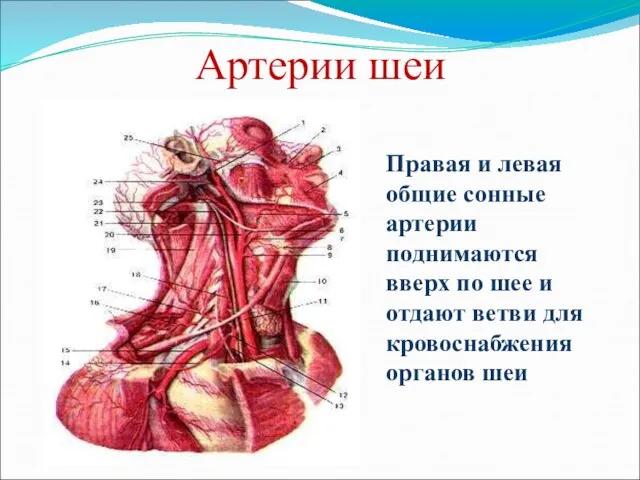 Артерии шеи Правая и левая общие сонные артерии поднимаются вверх по