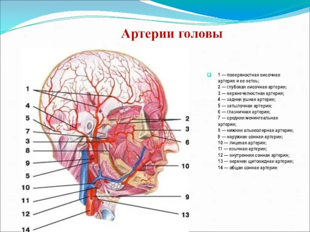 Артерии головы 1 — поверхностная височная артерия и ее ветвь; 2