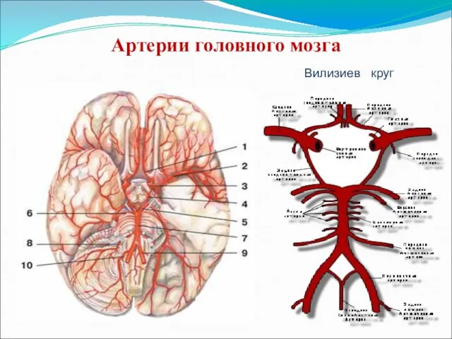 Артерии головного мозга Вилизиев круг
