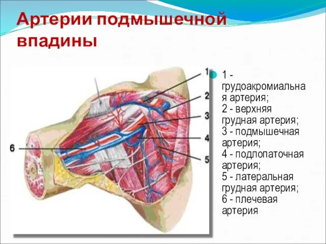 Артерии подмышечной впадины 1 - грудоакромиальная артерия; 2 - верхняя грудная