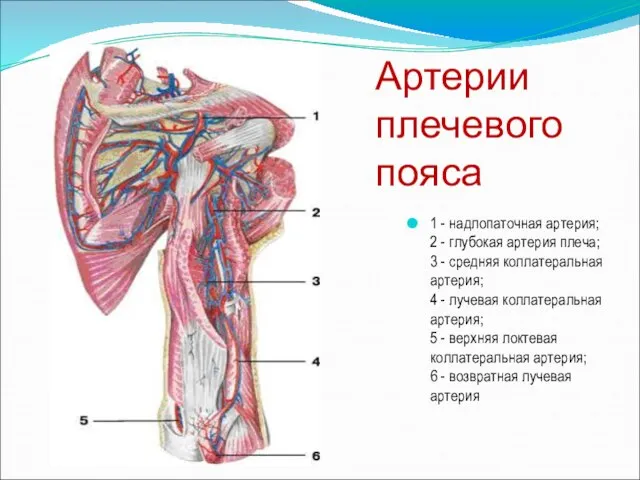 Артерии плечевого пояса 1 - надлопаточная артерия; 2 - глубокая артерия