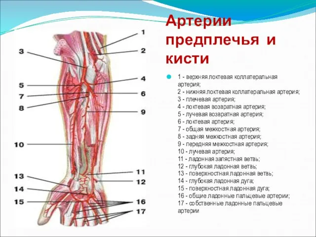 Артерии предплечья и кисти 1 - верхняя локтевая коллатеральная артерия; 2