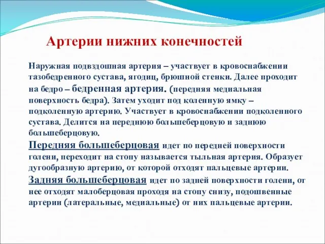 Наружная подвздошная артерия – участвует в кровоснабжении тазобедренного сустава, ягодиц, брюшной