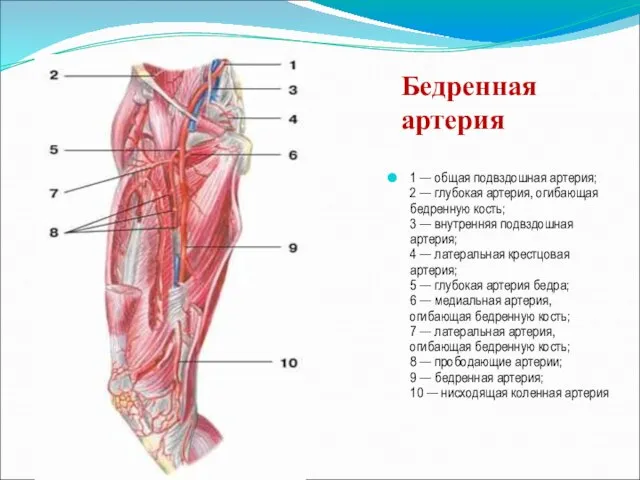 1 — общая подвздошная артерия; 2 — глубокая артерия, огибающая бедренную