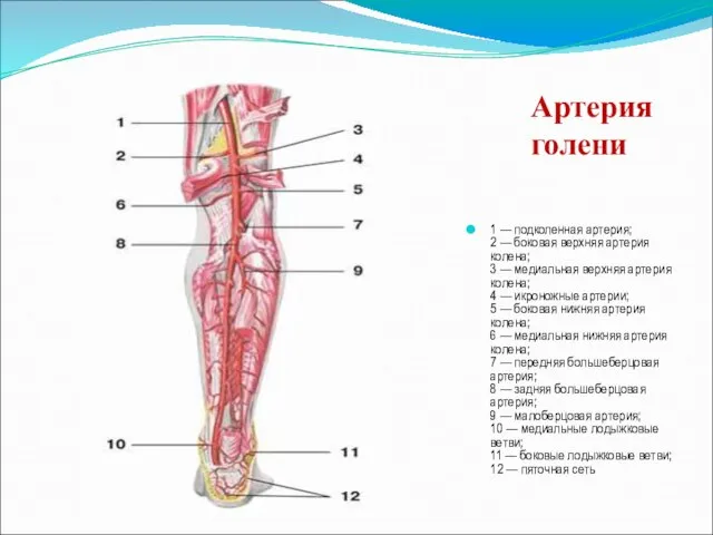 1 — подколенная артерия; 2 — боковая верхняя артерия колена; 3