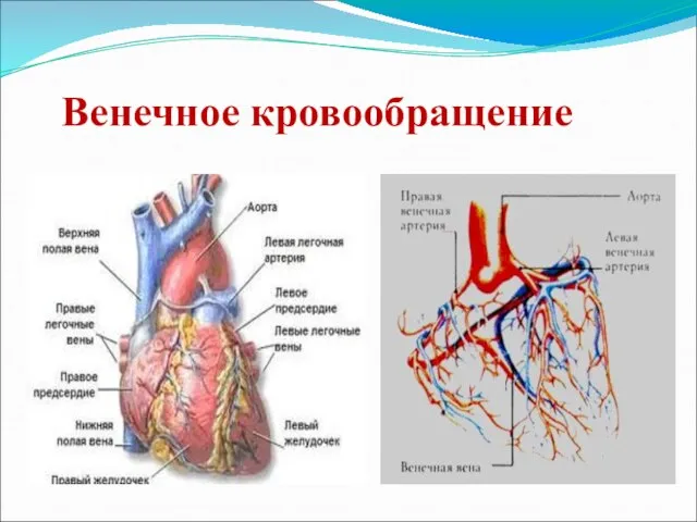 Венечное кровообращение