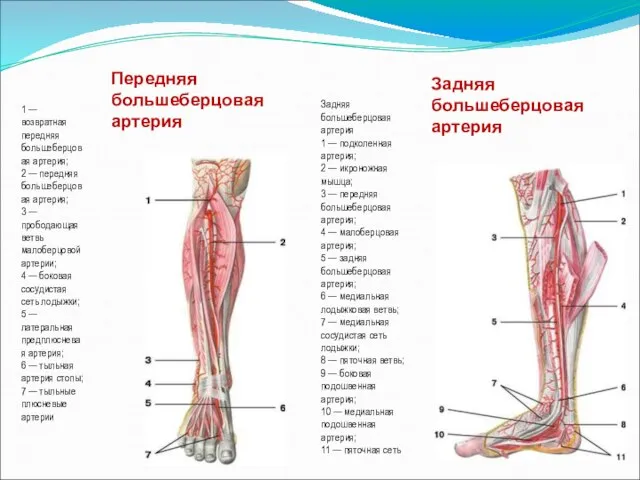 Задняя большеберцовая артерия Передняя большеберцовая артерия 1 — возвратная передняя большеберцовая