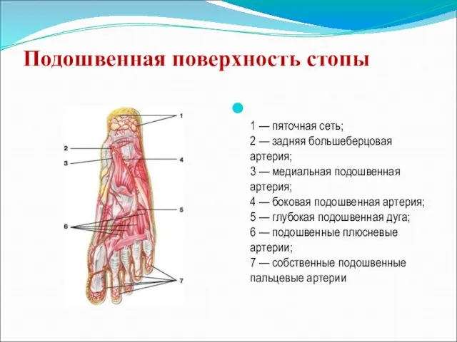 Подошвенная поверхность стопы 1 — пяточная сеть; 2 — задняя большеберцовая