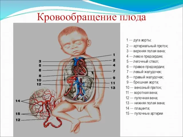 Кровообращение плода 1 — дуга аорты; 2 — артериальный проток; 3