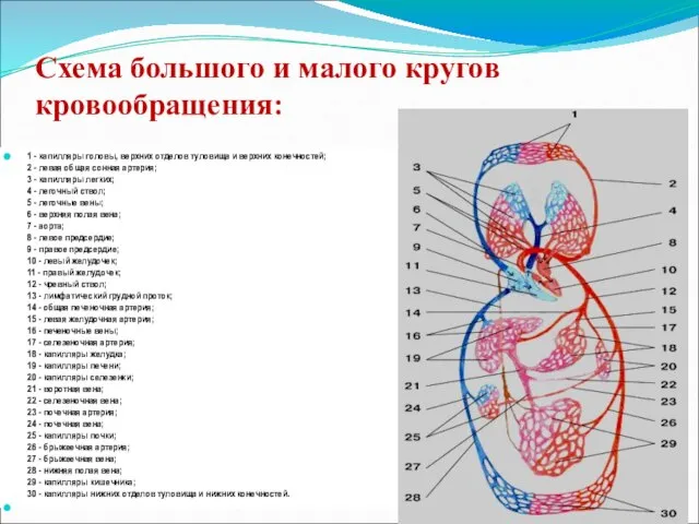 Схема большого и малого кругов кровообращения: 1 - капилляры головы, верхних