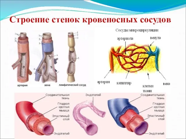 Строение стенок кровеносных сосудов