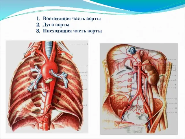 1. Восходящая часть аорты 2. Дуга аорты 3. Нисходящая часть аорты