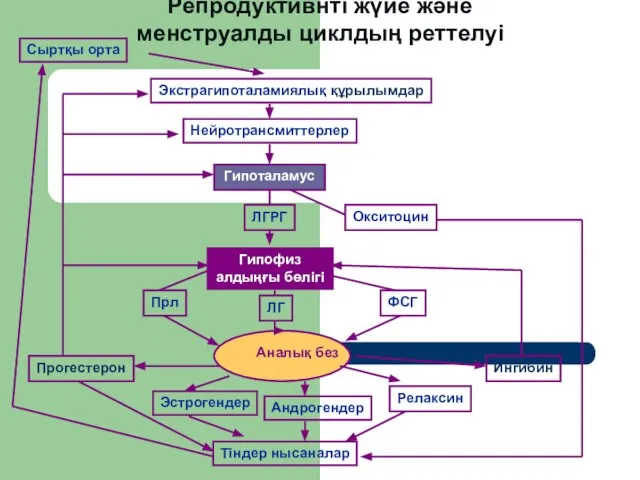 Репродуктивнті жүйе және менструалды циклдың реттелуі Сыртқы орта Экстрагипоталамиялық құрылымдар Нейротрансмиттерлер