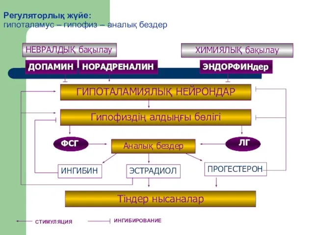 Регуляторлық жүйе: гипоталамус – гипофиз – аналық бездер