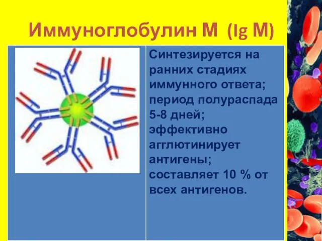 Иммуноглобулин М (Ig М)