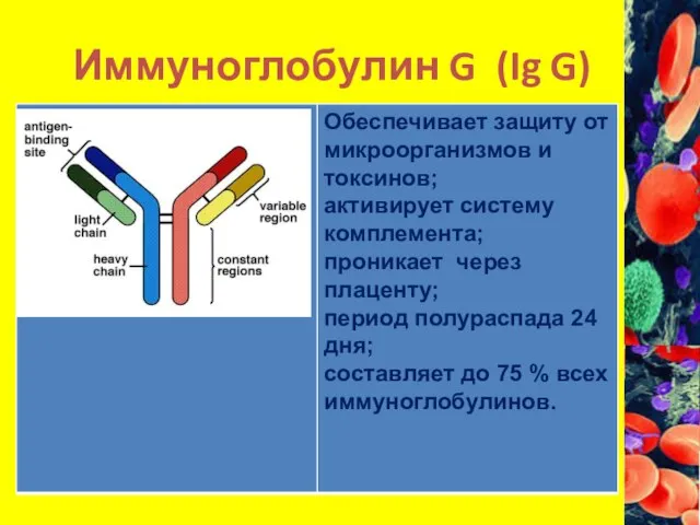 Иммуноглобулин G (Ig G)