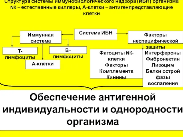 Система ИБН Факторы неспецифической защиты Иммунная система Т-лимфоциты В-лимфоциты А-клетки Фагоциты