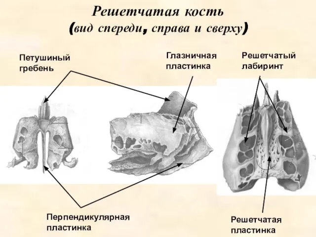 Перпендикулярная пластинка Решетчатая кость (вид спереди, справа и сверху) Решетчатая пластинка