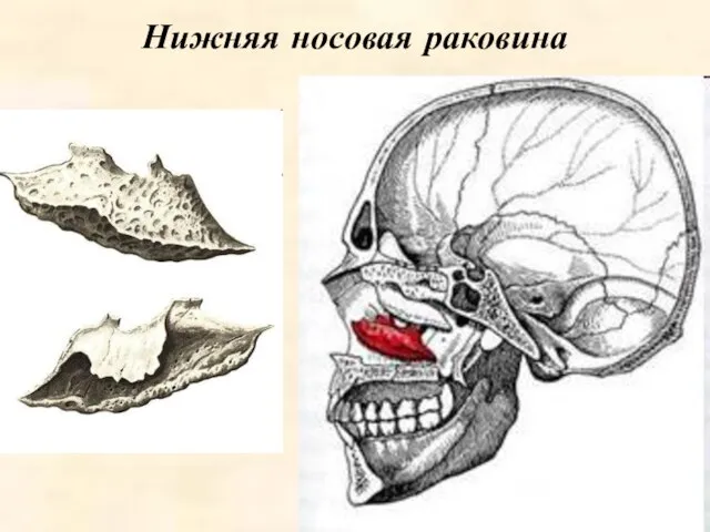 Нижняя носовая раковина