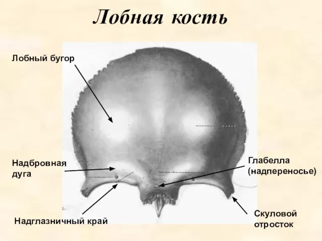 Лобная кость Лобный бугор Надглазничный край Надбровная дуга Глабелла (надпереносье) Скуловой отросток