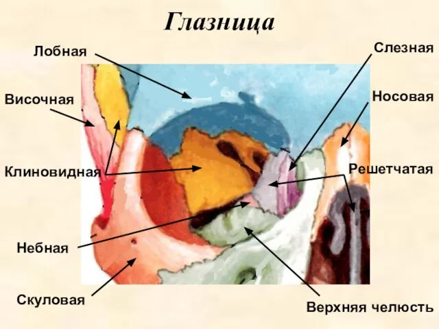 Глазница Лобная Височная Клиновидная Небная Скуловая Носовая Слезная Решетчатая Верхняя челюсть