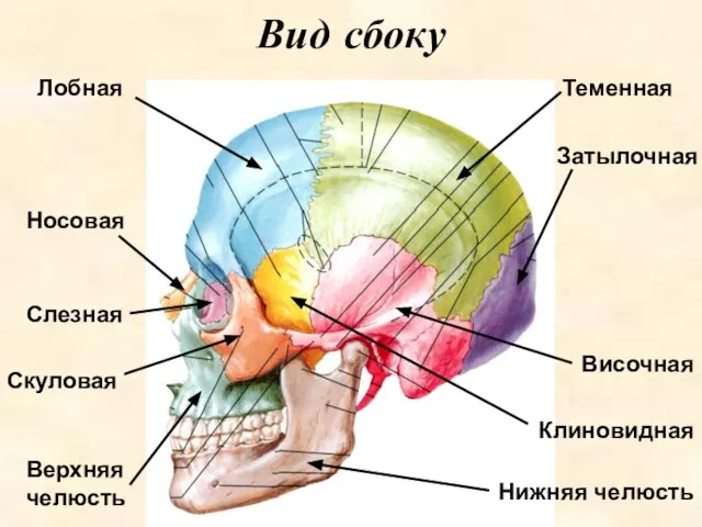 Вид сбоку Лобная Височная Клиновидная Теменная Скуловая Верхняя челюсть Нижняя челюсть Носовая Слезная Затылочная