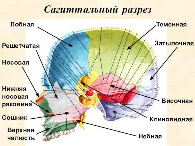 Сагиттальный разрез Лобная Височная Клиновидная Теменная Сошник Верхняя челюсть Небная Носовая Решетчатая Затылочная Нижняя носовая раковина