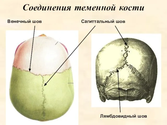 Соединения теменной кости Лямбдовидный шов Сагиттальный шов Венечный шов