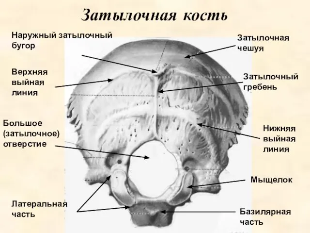 Затылочная кость Наружный затылочный бугор Большое (затылочное) отверстие Базилярная часть Затылочная