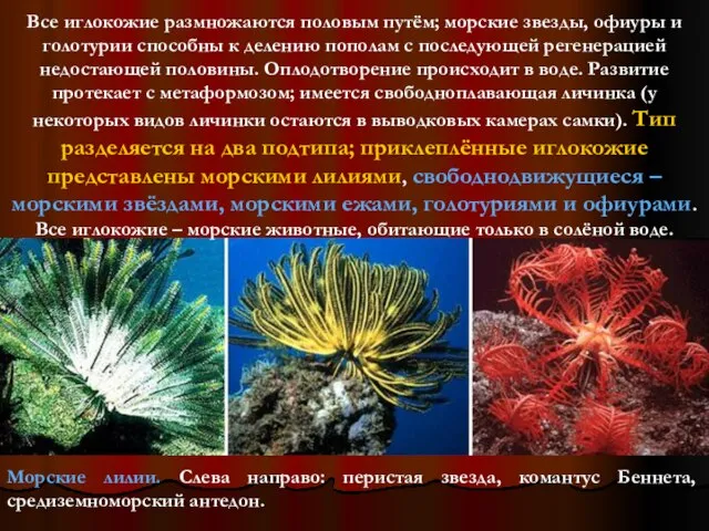 Морские лилии. Слева направо: перистая звезда, комантус Беннета, средиземноморский антедон. Все