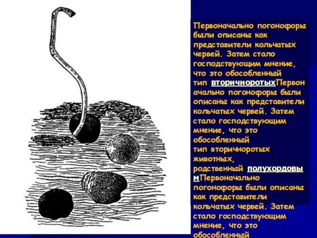 Первоначально погонофоры были описаны как представители кольчатых червей. Затем стало господствующим