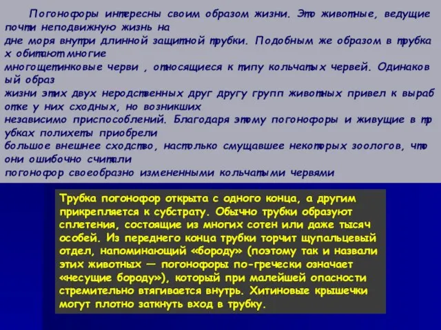 Погонофоры интересны своим образом жизни. Это животные, ведущие почти неподвижную жизнь