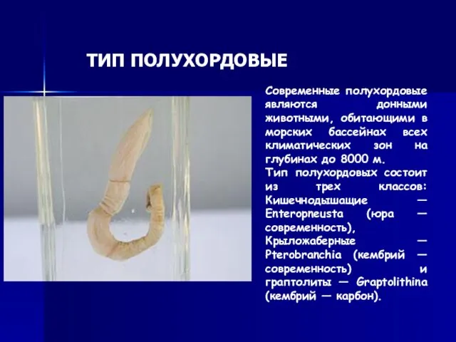 Полухо́рдовые — тип морских донных беспозвоночных из группы вторичноротых. В мире