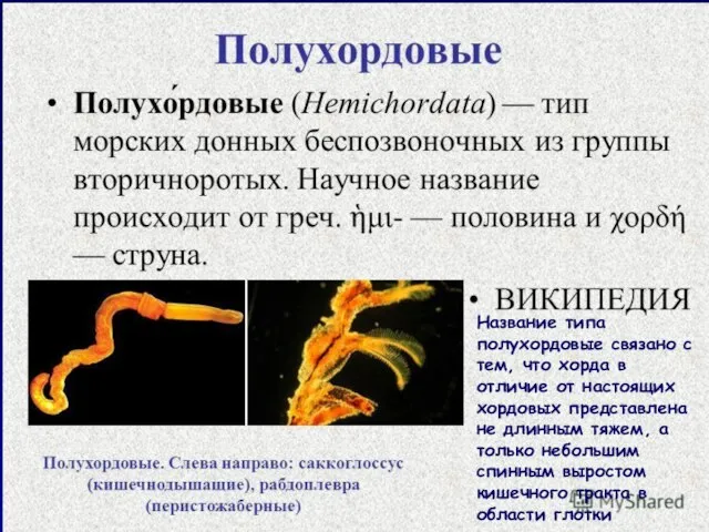 Название типа полухордовые связано с тем, что хорда в отличие от