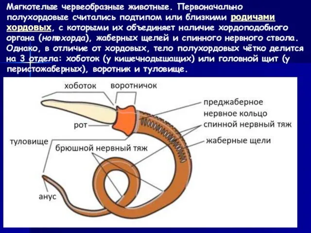 Мягкотелые червеобразные животные. Первоначально полухордовые считались подтипом или близкими родичами хордовых,