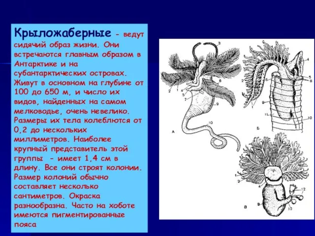 Крыложаберные - ведут сидячий образ жизни. Они встречаются главным образом в