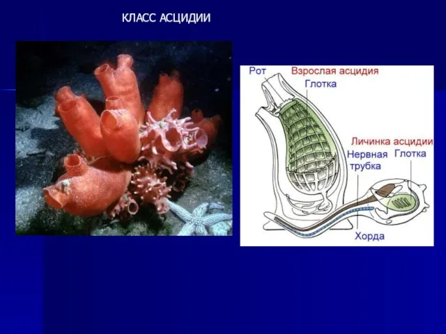 КЛАСС АСЦИДИИ