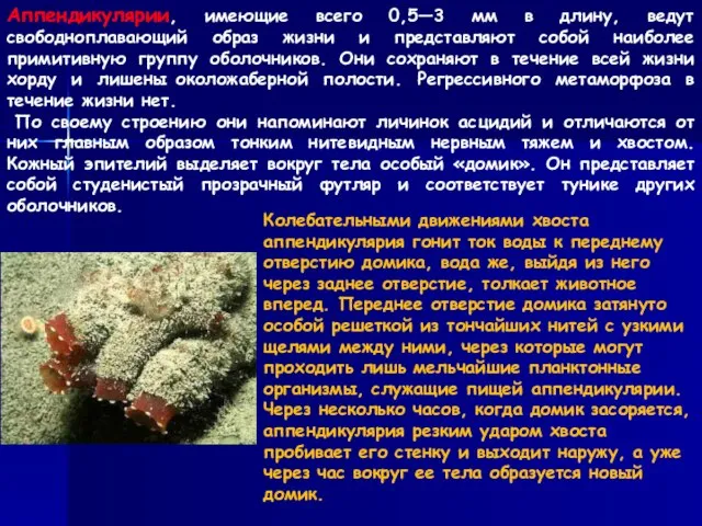 Аппендикулярии, имеющие всего 0,5—3 мм в длину, ведут свободноплавающий образ жизни