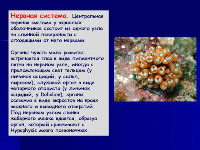 Нервная система. Центральная нервная система у взрослых оболочников состоит из одного