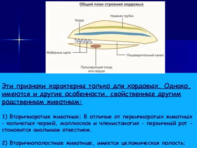 Эти признаки характерны только для хордовых. Однако, имеются и другие особенности,