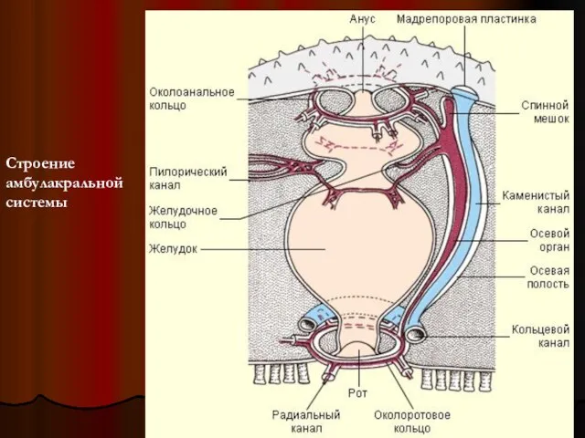 Строение амбулакральной системы