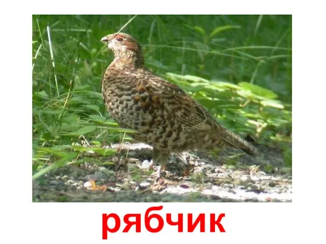 рябчик