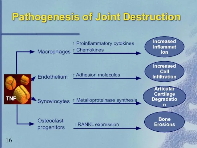 Pathogenesis of Joint Destruction Bone Erosions Macrophages Endothelium Synoviocytes ↑ Proinflammatory